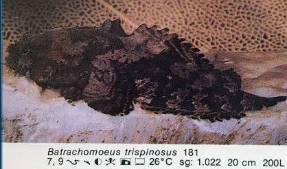 Batrachomoeus trispinosus